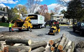 Best Tree Removal  in Gainesville, TX