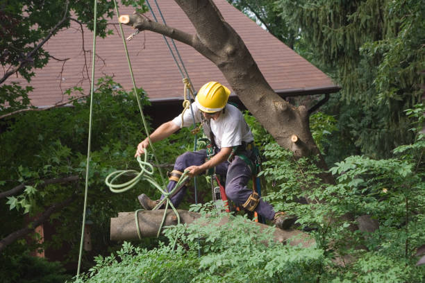 Best Tree Trimming and Pruning  in Gainesville, TX