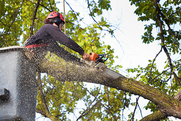 Best Weed Control  in Gainesville, TX