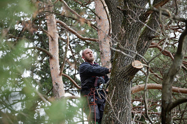 Best Emergency Tree Removal  in Gainesville, TX