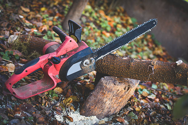 How Our Tree Care Process Works  in  Gainesville, TX